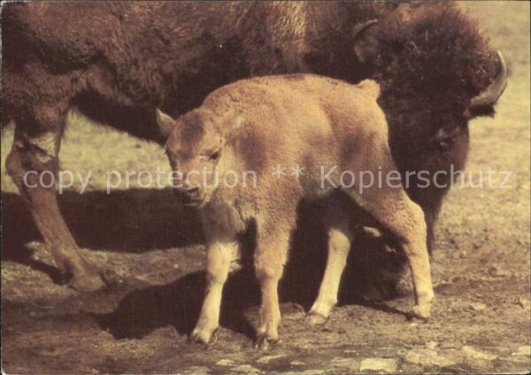 Tiere Bison