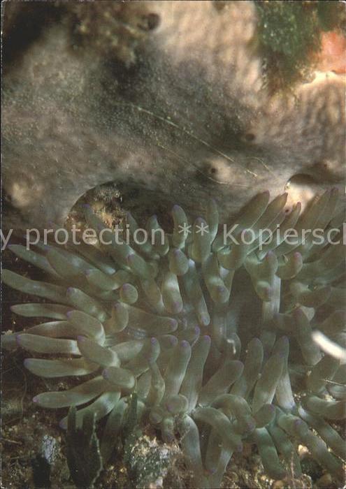Meerestiere Seeanemone Goldrose Condylactis auranti