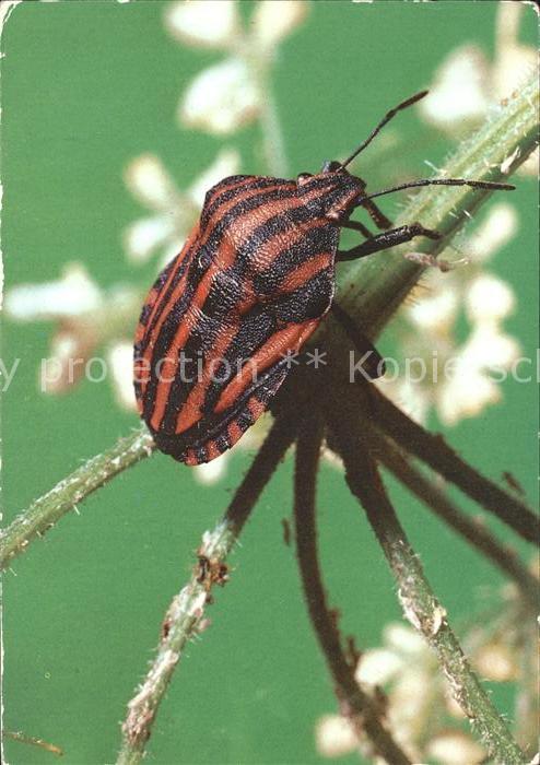 Insekten Streifenwanze Graphosoma italicus