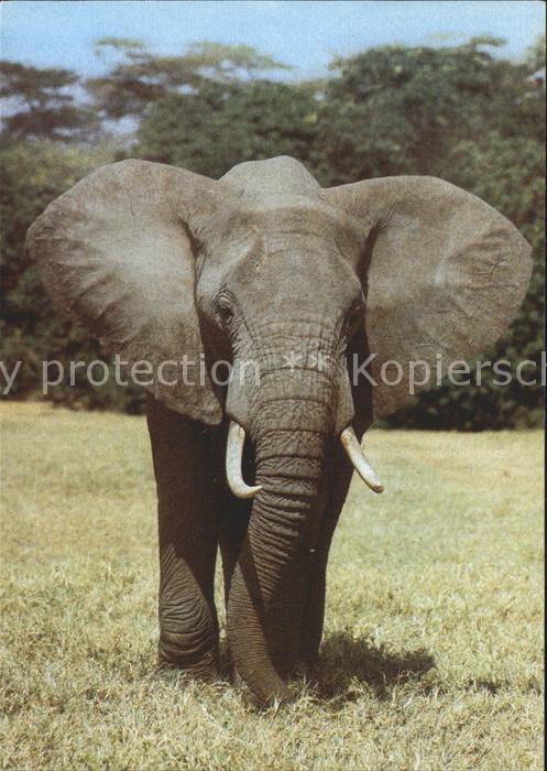 Elefant Afrikanischer Steppenelefant