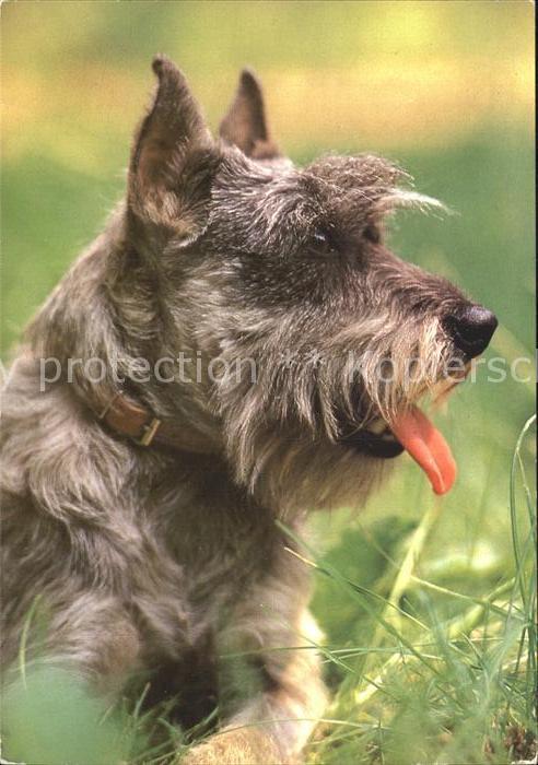 Hunde Mittelschnauzer