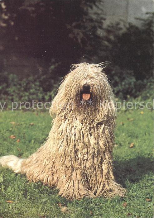 Hunde Komondor