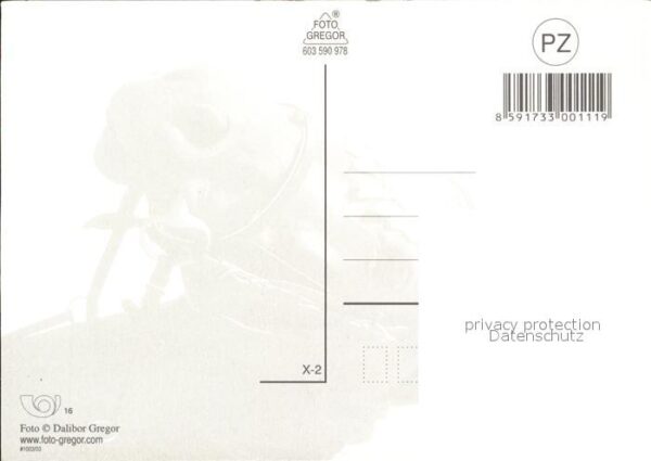 Pferde – Bild 2