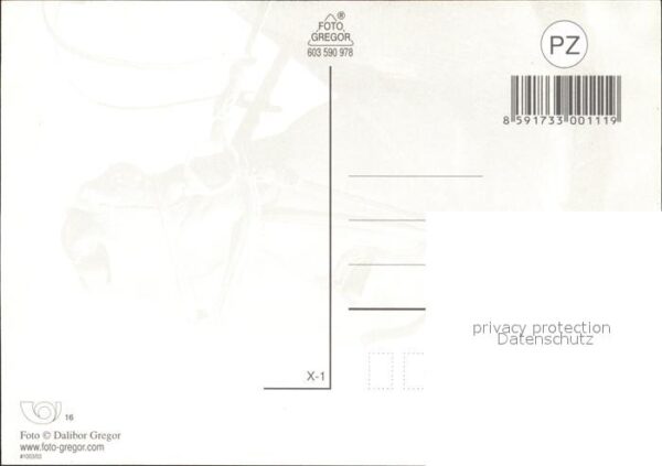 Pferde – Bild 2