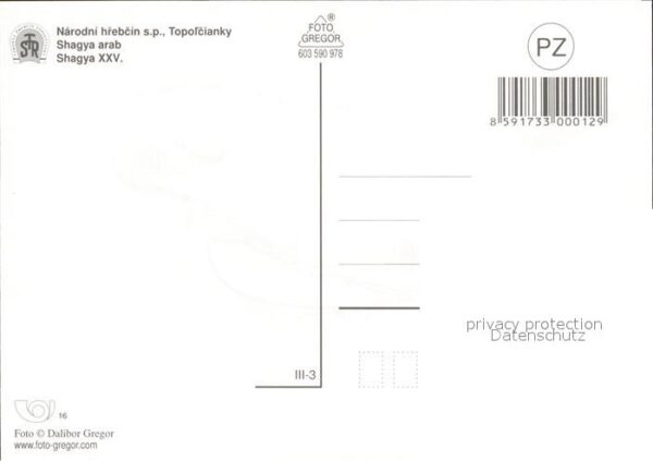 Pferde Shagya arab Narodni hrebcin Topolcianky – Bild 2