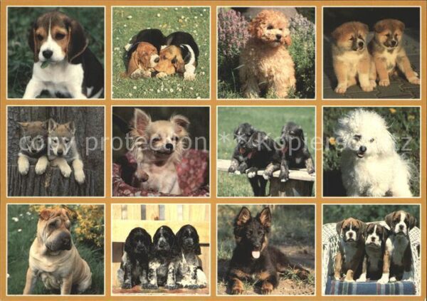 Hunde Welpen