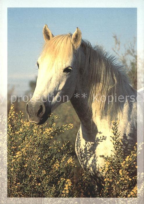 Pferde Camargue