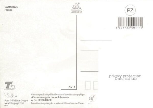 Pferde Camargue – Bild 2