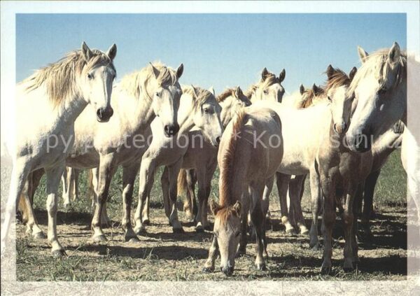 Pferde Camargue