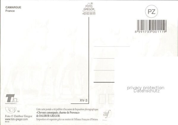 Pferde Camargue – Bild 2