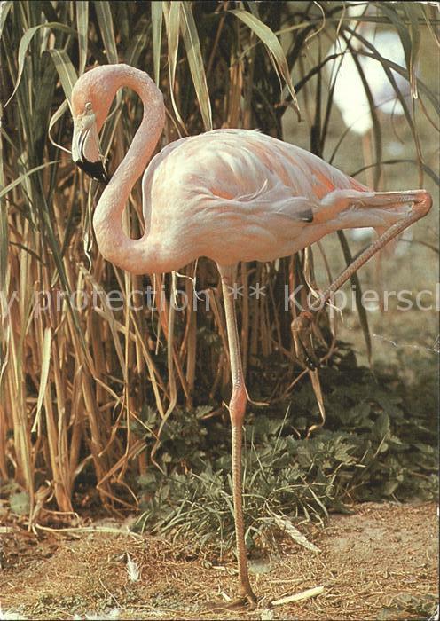 Flamingo 125 Jahre Zoo Dresden