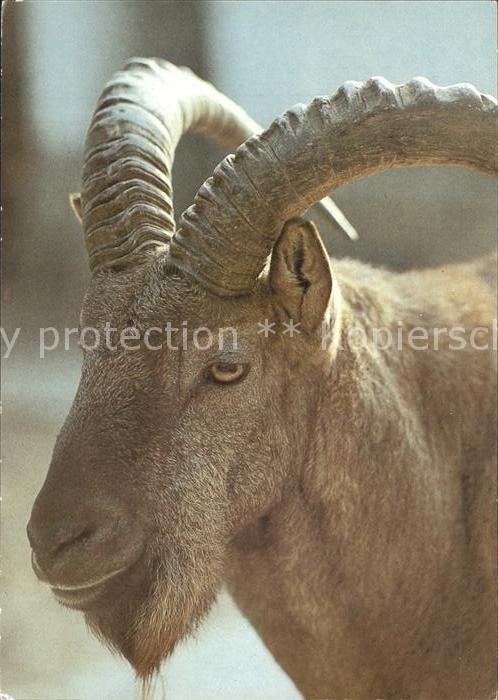 Steinbock Westkaukasischer Steinbock 125 Jahre Zo