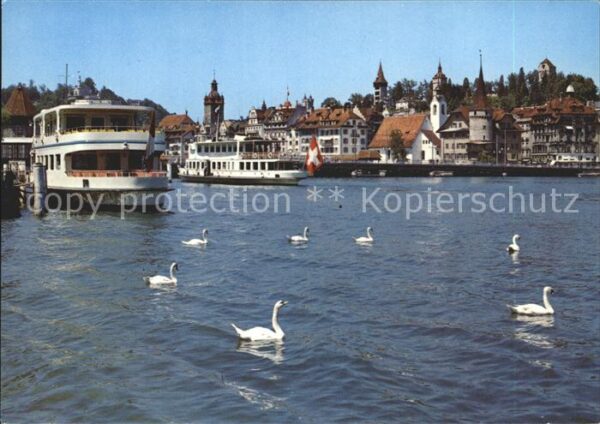 Motorschiffe Luzern Schwäne