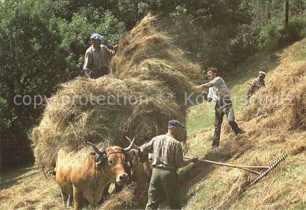 Ernte Landwirtschaft Fenaison Heumahd