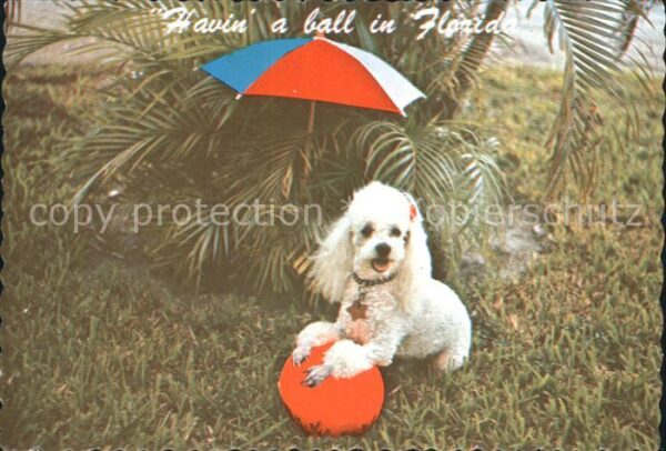 Hunde Pudel Ball Schirm Florida