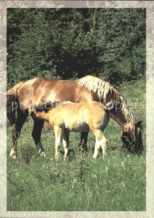 Pferde Schk Dobsina Odstepny zavod revuca