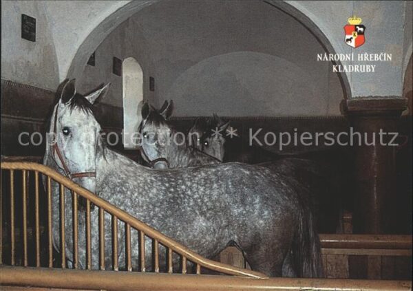 Pferde Starokladrubsky kun Narodni hrebcin Kla
