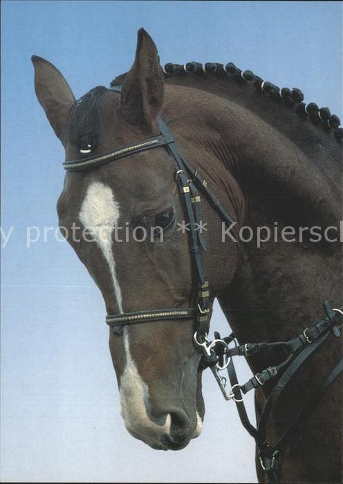 Pferde