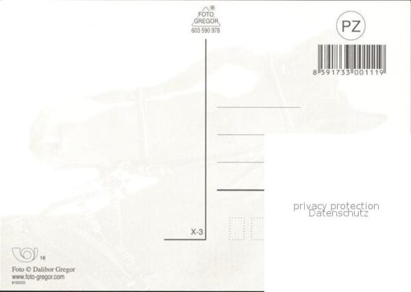 Pferde – Bild 2