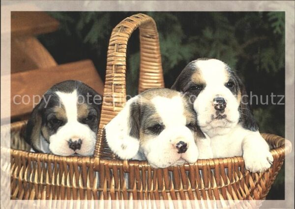Hunde Welpen Korb