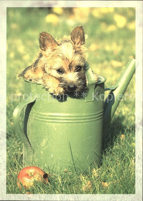 Hunde Welpe Giesskanne