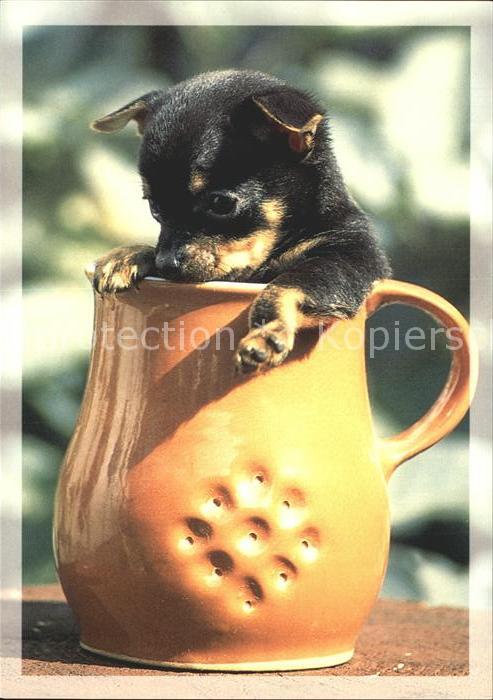 Hunde Welpe