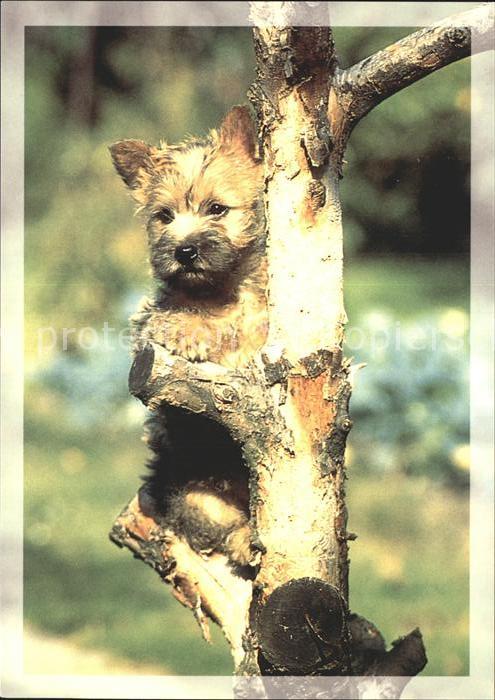 Hunde Welpe