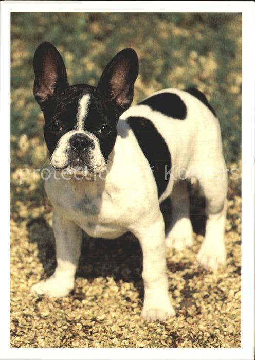 Hunde