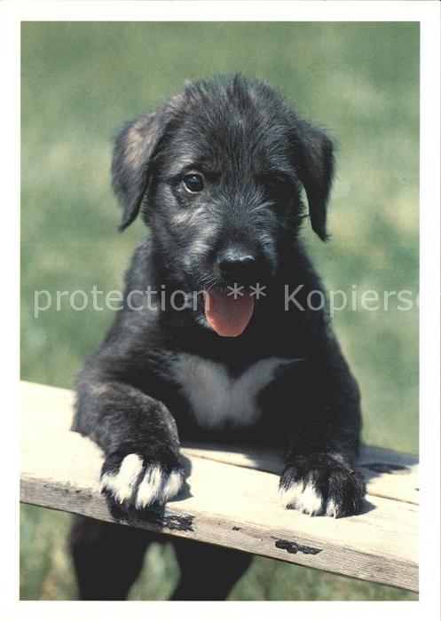 Hunde Welpe