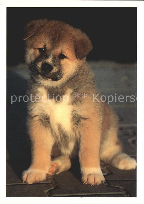 Hunde Welpe