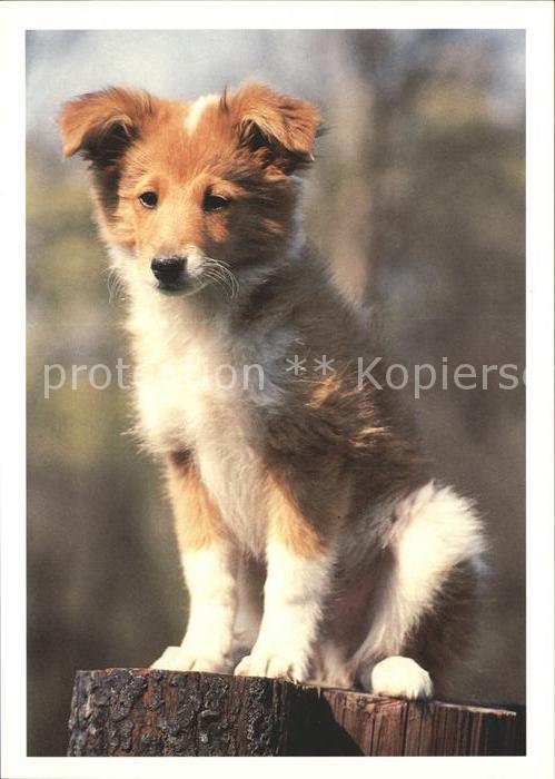 Hunde Welpe