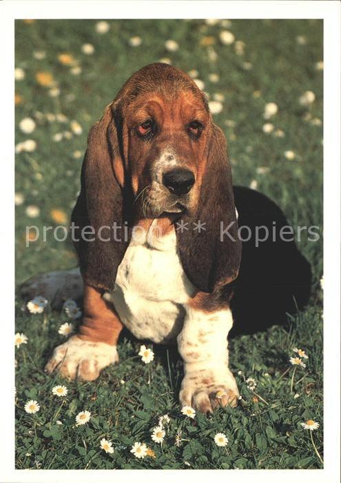 Hunde