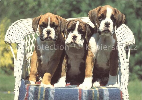 Hunde