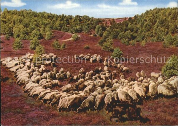 Schafe Heidschnucken Lüneburger Heide