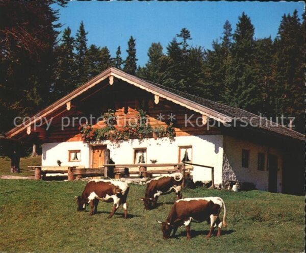 Weissbach Alpenstrasse Reiteralm Kühe