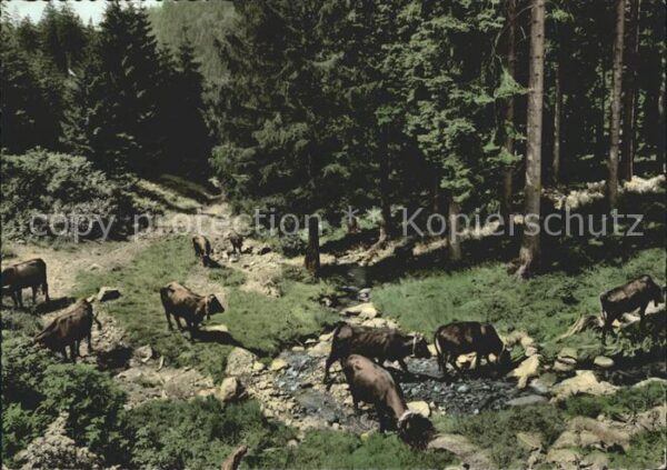 Braunlage Damenkapelle Fussbad