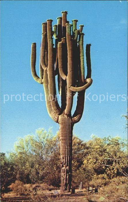 Kakteen Saguard Cactus