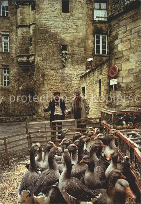 Voegel Gänse Perigord A Sarlat Marche aux Oies
