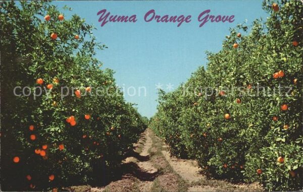 Orangen Oranges Yuma Orange Grove Arizona