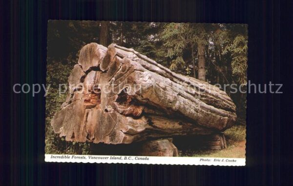 Baeume Trees Incredible Forests Vancouver Island B.C