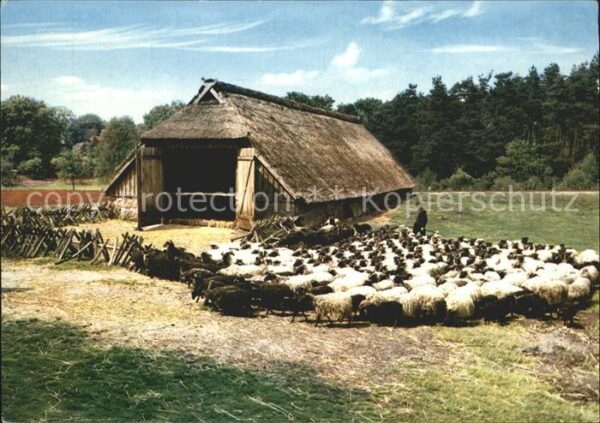 Schafe Schfstall Lüneburger Heide