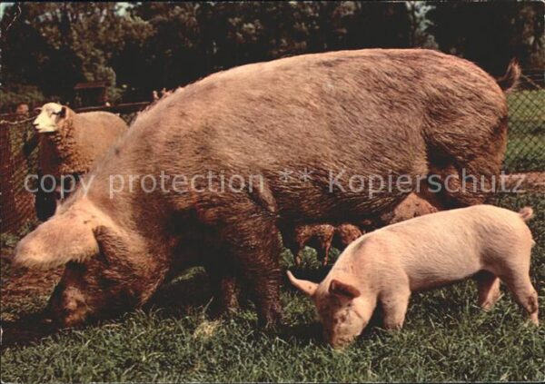 Schweine