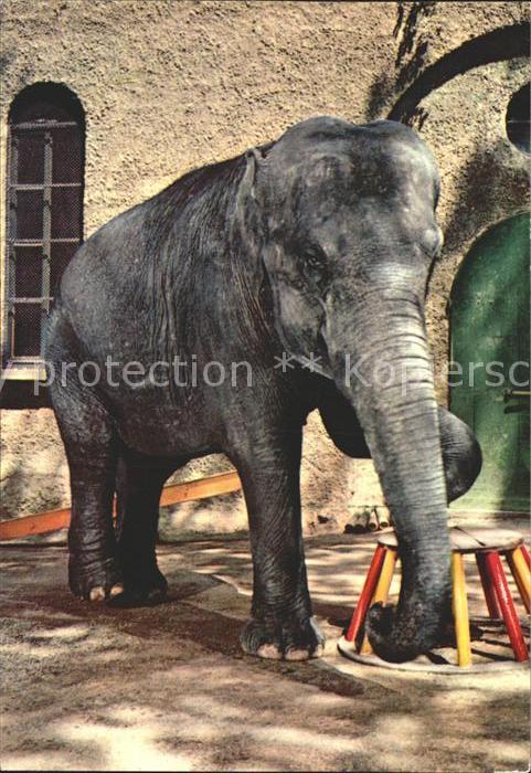 Elefant