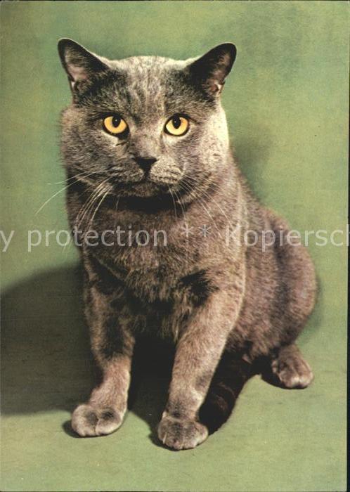 Katzen