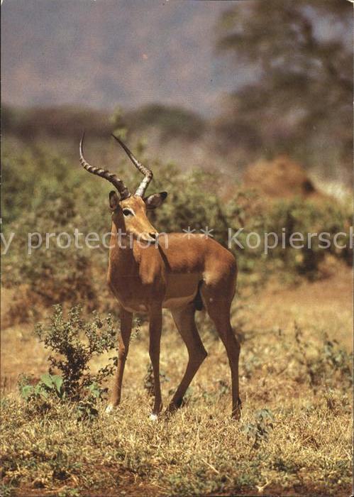 Tiere Impalaantilope