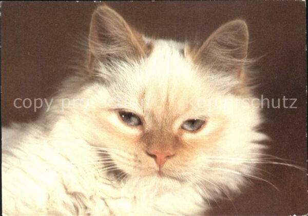 Katzen Perserkatze
