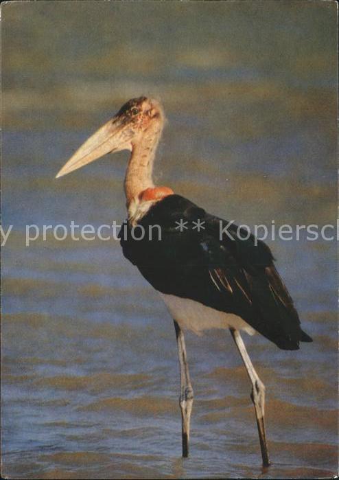 Voegel Afrikanischer Marabu