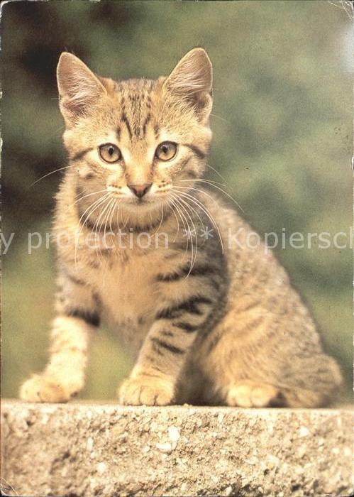 Katzen