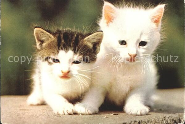 Katzen