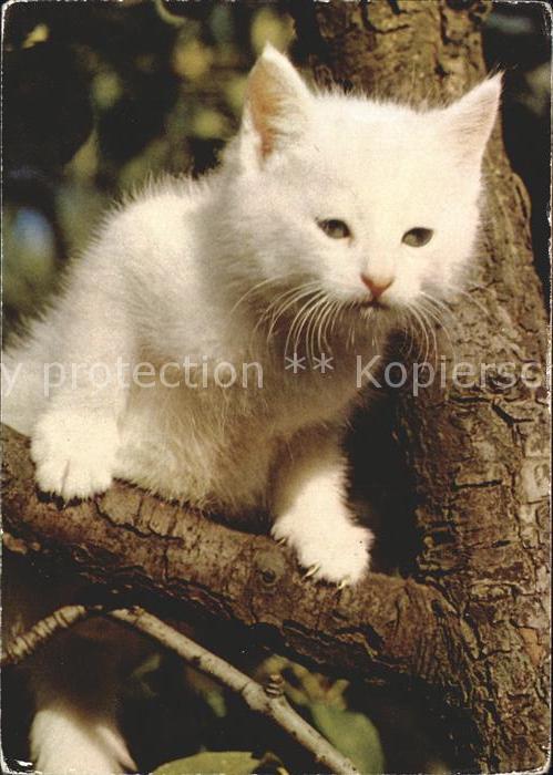 Katzen